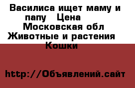 Василиса ищет маму и папу › Цена ­ 17 - Московская обл. Животные и растения » Кошки   